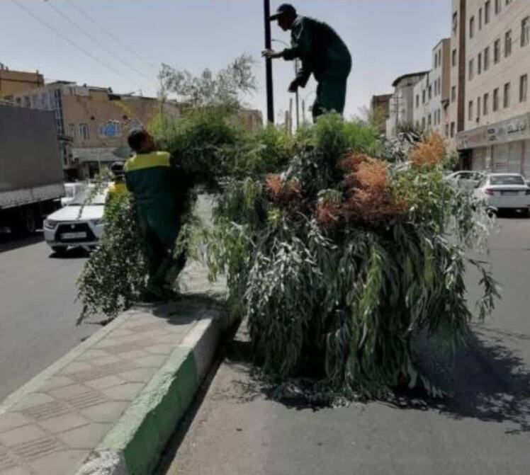 علف‌زنی و حذف تنه‌جوش در خیابان شهید مددی باقرشهر انجام شد