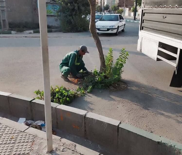عملیات گسترده علف زنی در باقر شهر کلید خورد