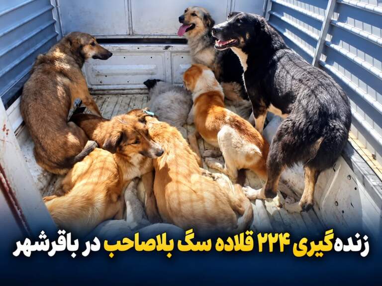  زنده‌گیری ۲۲۴ قلاده سگ بلاصاحب در باقرشهر طی ۶ ماه