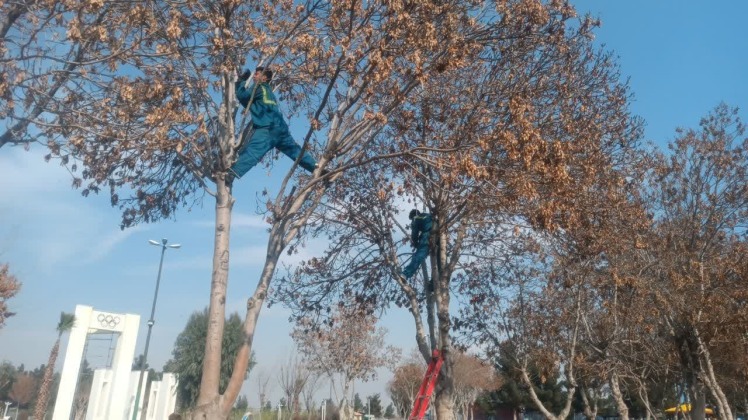 اجرای عملیات هرس درختان در معابر و بوستان‌های سطح شهر باقرشهر